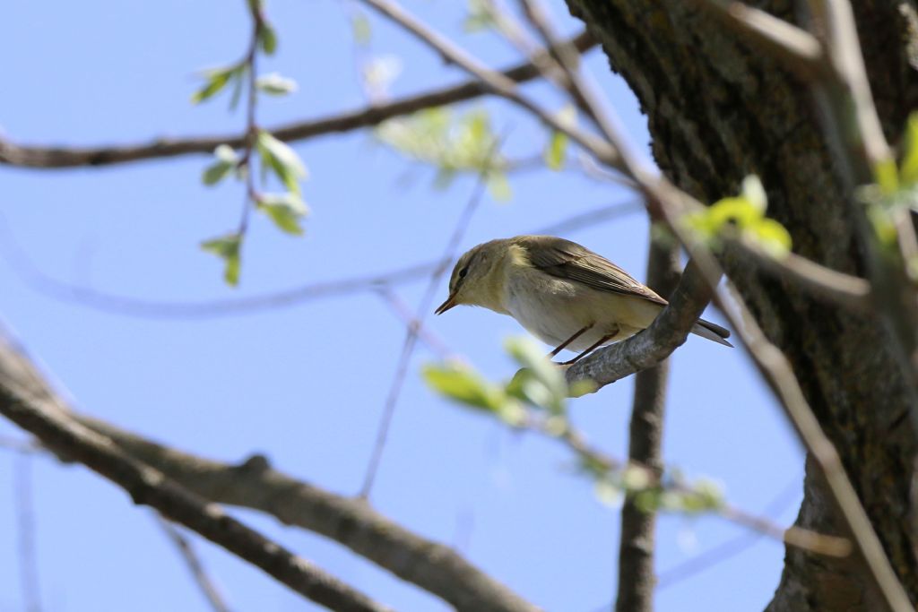 Id. Silvidae : Lu grosso, Lu piccolo e Bigiarella